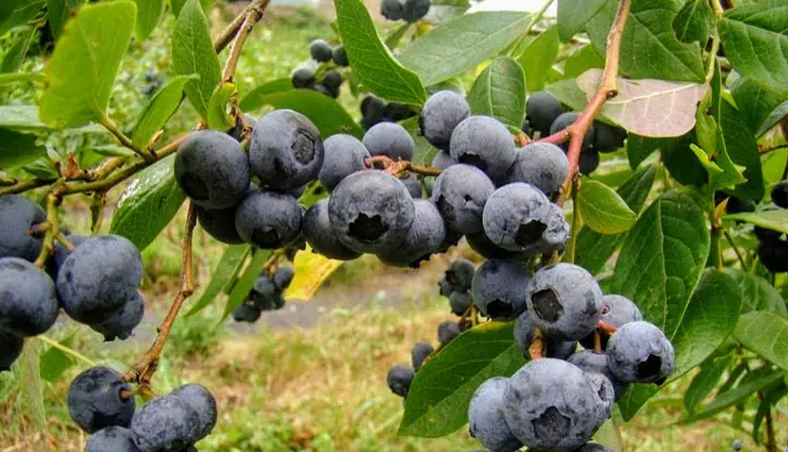 Arándanos ecológicos de temporada