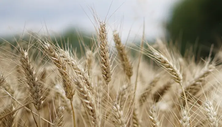 Espigas de cereal ecológico