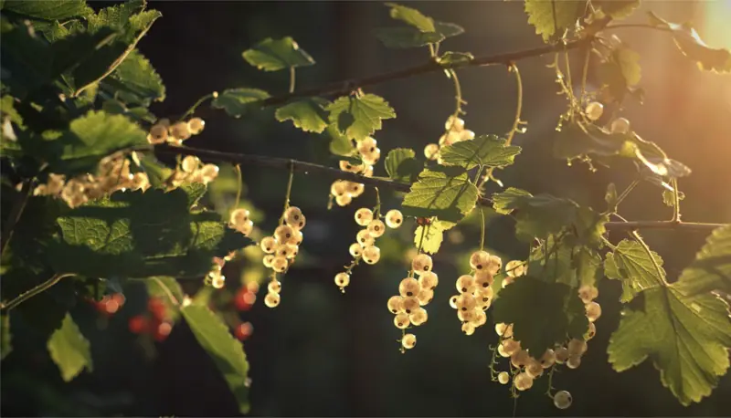 Uvas blancas ecológicas